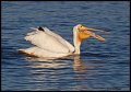 _4SB9102 american white pelican